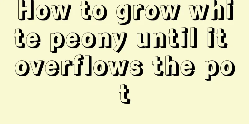 How to grow white peony until it overflows the pot