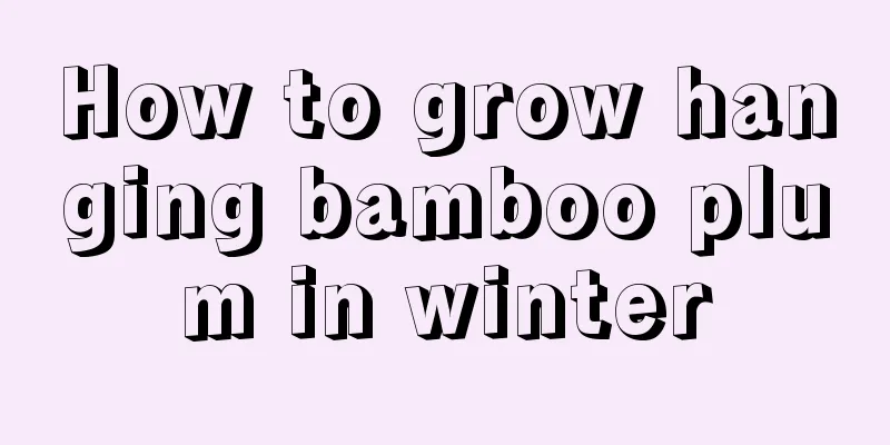 How to grow hanging bamboo plum in winter