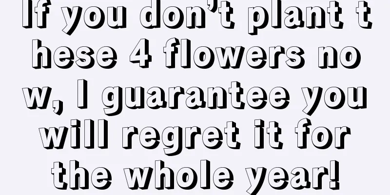 If you don’t plant these 4 flowers now, I guarantee you will regret it for the whole year!