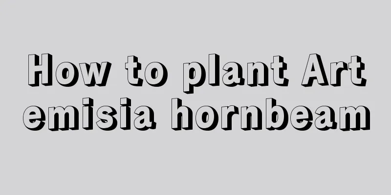 How to plant Artemisia hornbeam