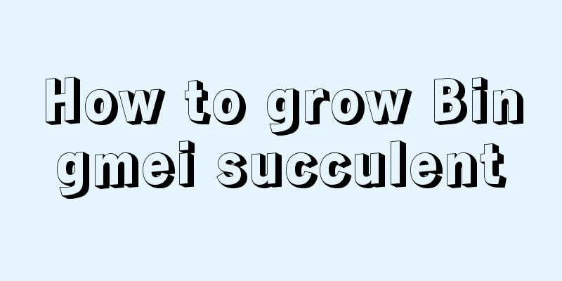 How to grow Bingmei succulent