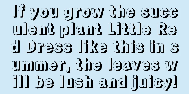 If you grow the succulent plant Little Red Dress like this in summer, the leaves will be lush and juicy!