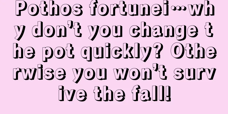 Pothos fortunei…why don’t you change the pot quickly? Otherwise you won’t survive the fall!