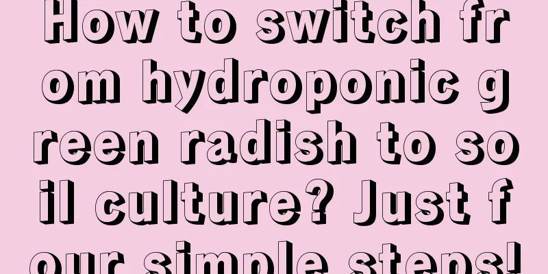 How to switch from hydroponic green radish to soil culture? Just four simple steps!