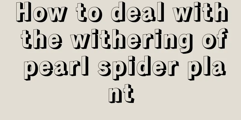 How to deal with the withering of pearl spider plant