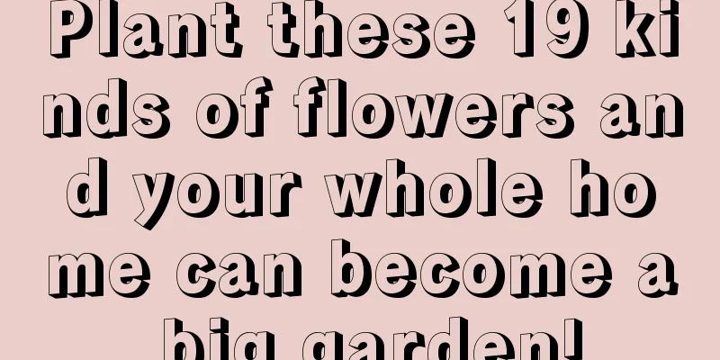 Plant these 19 kinds of flowers and your whole home can become a big garden!