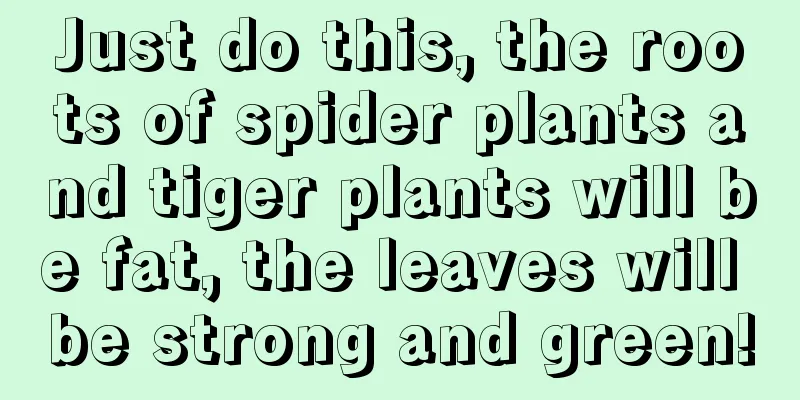 Just do this, the roots of spider plants and tiger plants will be fat, the leaves will be strong and green!