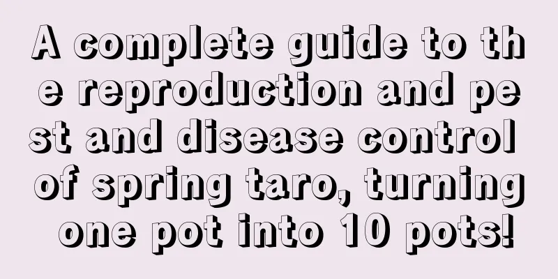 A complete guide to the reproduction and pest and disease control of spring taro, turning one pot into 10 pots!