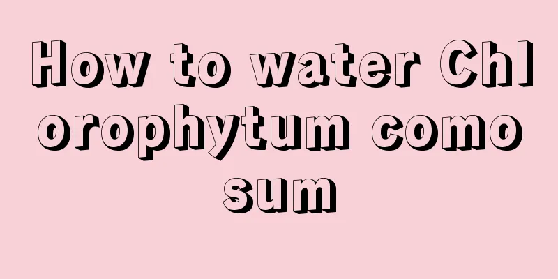 How to water Chlorophytum comosum