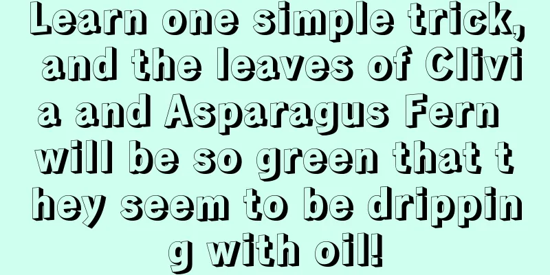 Learn one simple trick, and the leaves of Clivia and Asparagus Fern will be so green that they seem to be dripping with oil!