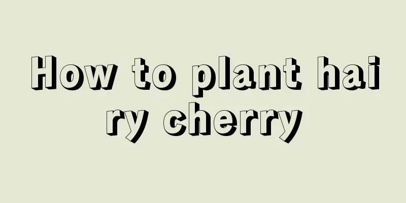 How to plant hairy cherry