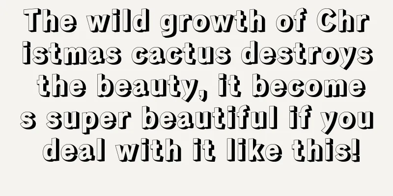 The wild growth of Christmas cactus destroys the beauty, it becomes super beautiful if you deal with it like this!