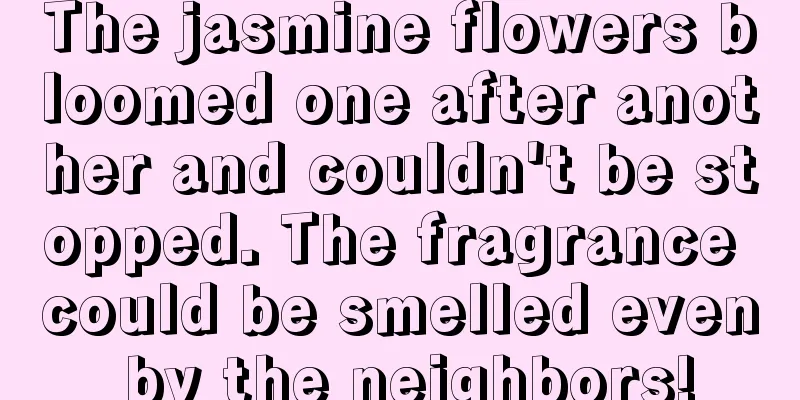 The jasmine flowers bloomed one after another and couldn't be stopped. The fragrance could be smelled even by the neighbors!