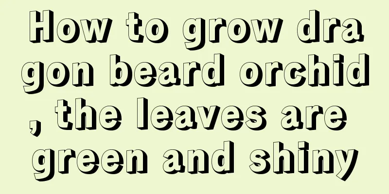 How to grow dragon beard orchid, the leaves are green and shiny