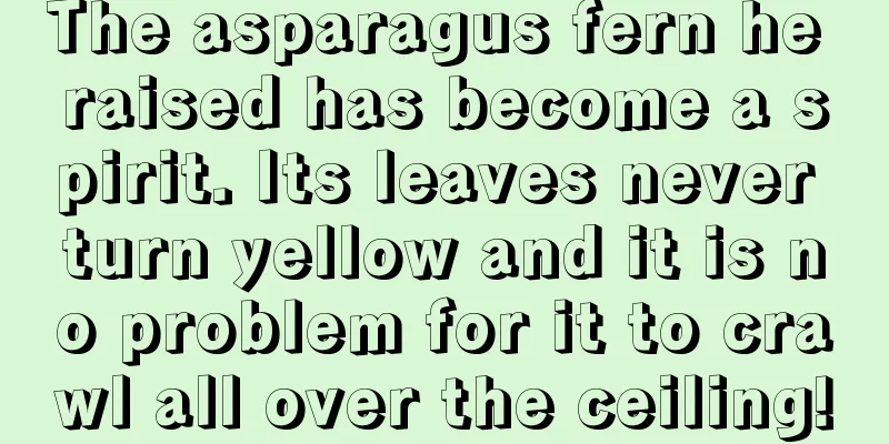 The asparagus fern he raised has become a spirit. Its leaves never turn yellow and it is no problem for it to crawl all over the ceiling!