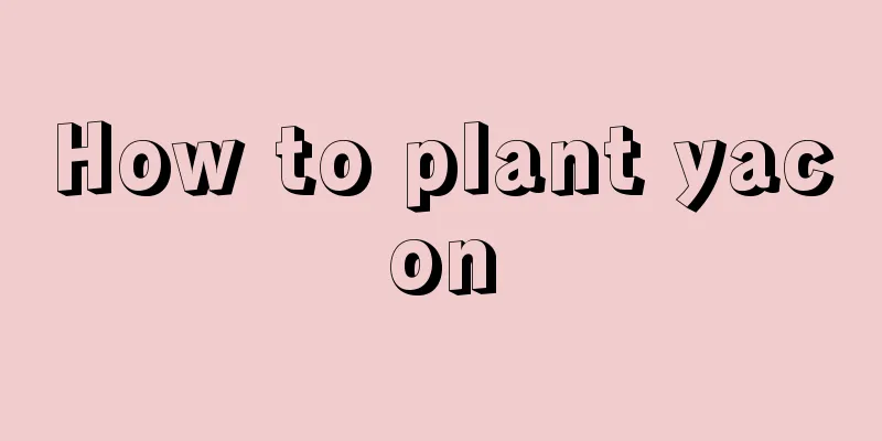 How to plant yacon