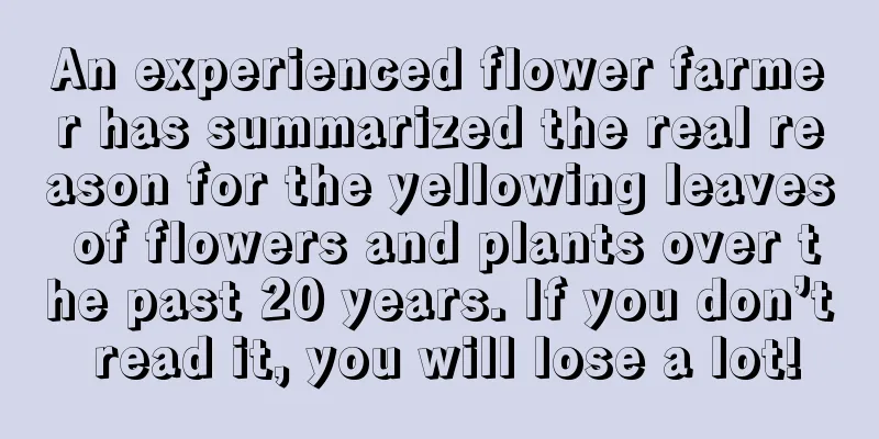 An experienced flower farmer has summarized the real reason for the yellowing leaves of flowers and plants over the past 20 years. If you don’t read it, you will lose a lot!