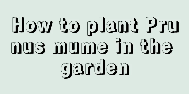 How to plant Prunus mume in the garden