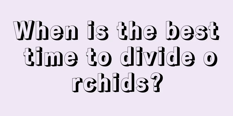 When is the best time to divide orchids?