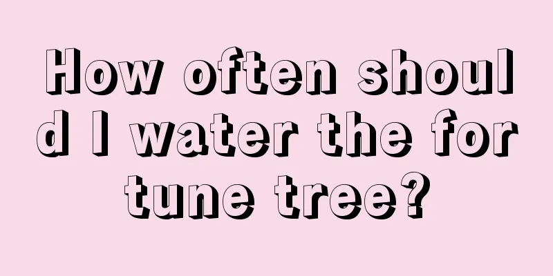 How often should I water the fortune tree?