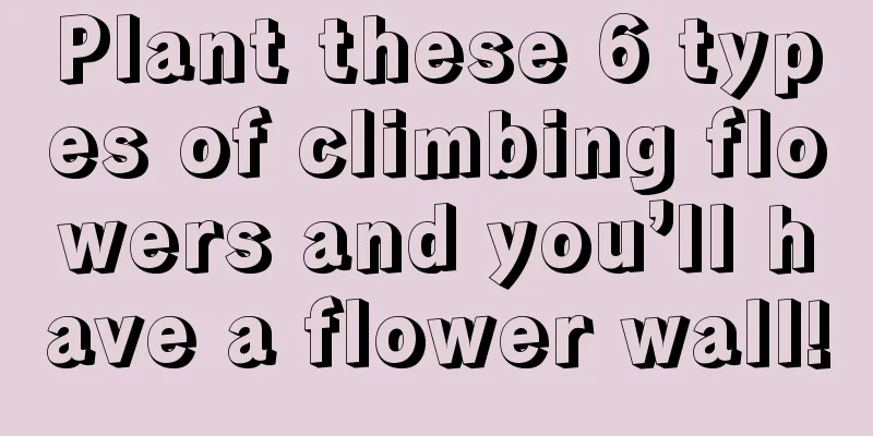 Plant these 6 types of climbing flowers and you’ll have a flower wall!