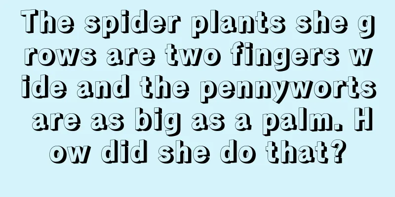 The spider plants she grows are two fingers wide and the pennyworts are as big as a palm. How did she do that?