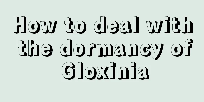 How to deal with the dormancy of Gloxinia