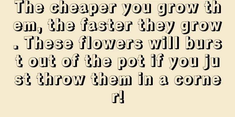 The cheaper you grow them, the faster they grow. These flowers will burst out of the pot if you just throw them in a corner!