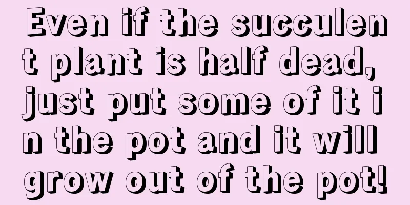 Even if the succulent plant is half dead, just put some of it in the pot and it will grow out of the pot!