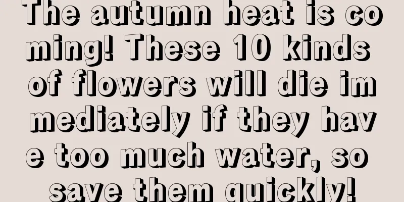 The autumn heat is coming! These 10 kinds of flowers will die immediately if they have too much water, so save them quickly!