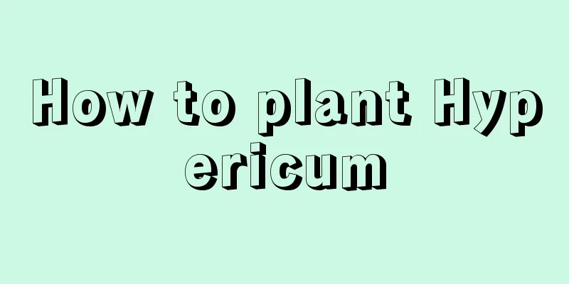 How to plant Hypericum