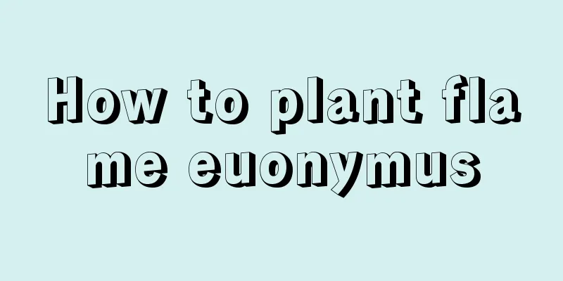 How to plant flame euonymus