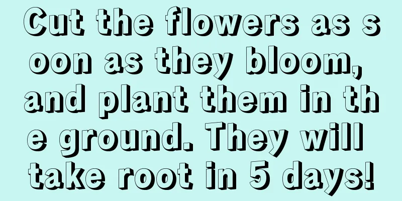 Cut the flowers as soon as they bloom, and plant them in the ground. They will take root in 5 days!