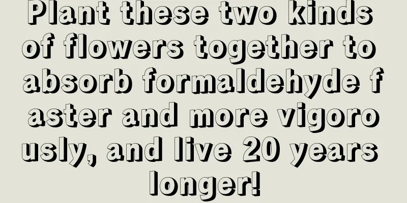 Plant these two kinds of flowers together to absorb formaldehyde faster and more vigorously, and live 20 years longer!