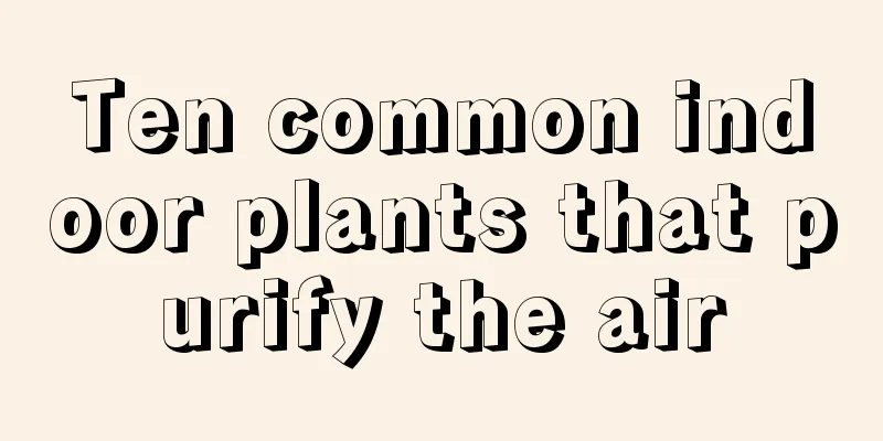 Ten common indoor plants that purify the air