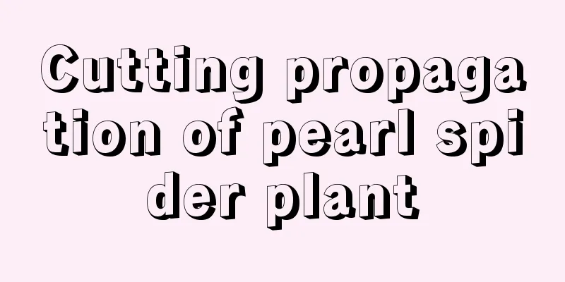 Cutting propagation of pearl spider plant