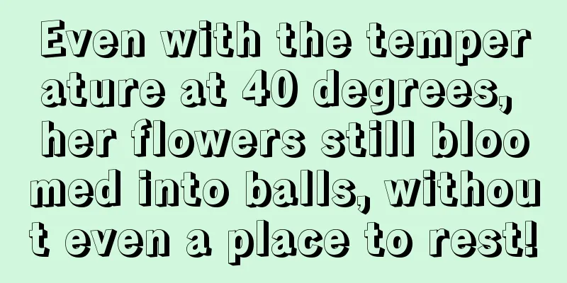 Even with the temperature at 40 degrees, her flowers still bloomed into balls, without even a place to rest!