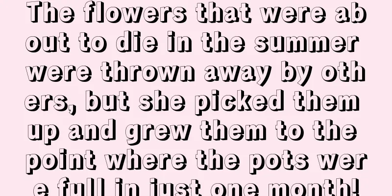 The flowers that were about to die in the summer were thrown away by others, but she picked them up and grew them to the point where the pots were full in just one month!