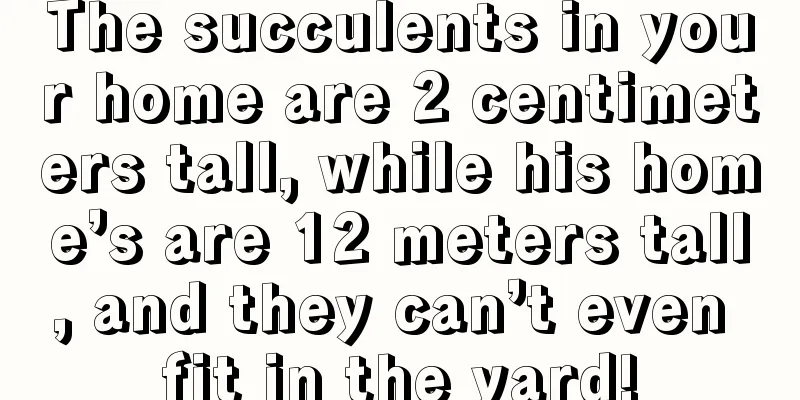 The succulents in your home are 2 centimeters tall, while his home’s are 12 meters tall, and they can’t even fit in the yard!