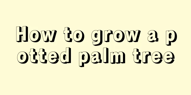 How to grow a potted palm tree