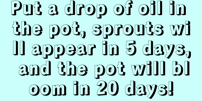 Put a drop of oil in the pot, sprouts will appear in 5 days, and the pot will bloom in 20 days!