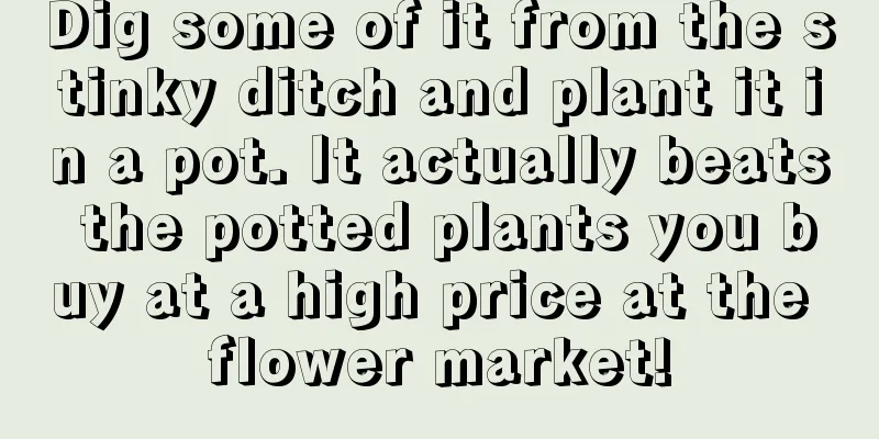 Dig some of it from the stinky ditch and plant it in a pot. It actually beats the potted plants you buy at a high price at the flower market!