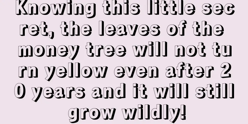 Knowing this little secret, the leaves of the money tree will not turn yellow even after 20 years and it will still grow wildly!