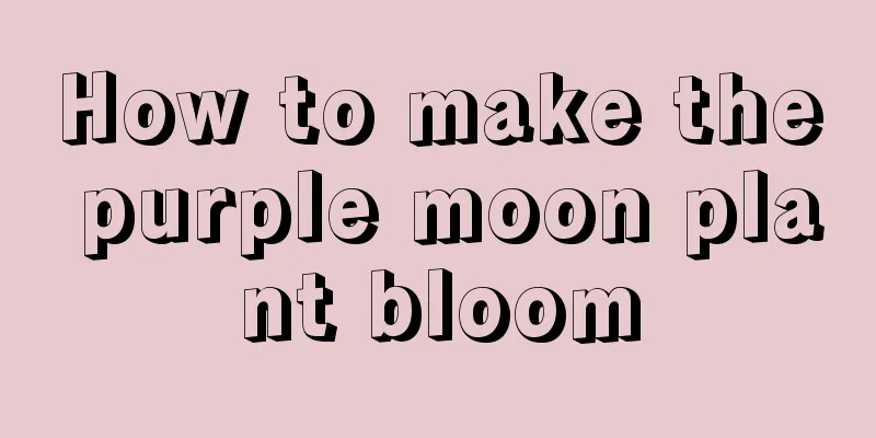 How to make the purple moon plant bloom