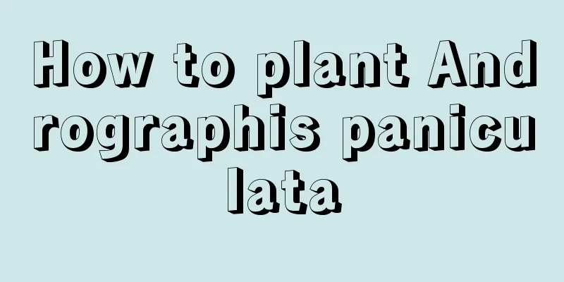 How to plant Andrographis paniculata