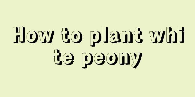 How to plant white peony