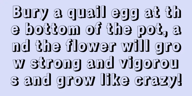 Bury a quail egg at the bottom of the pot, and the flower will grow strong and vigorous and grow like crazy!