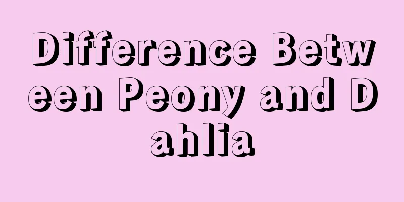 Difference Between Peony and Dahlia