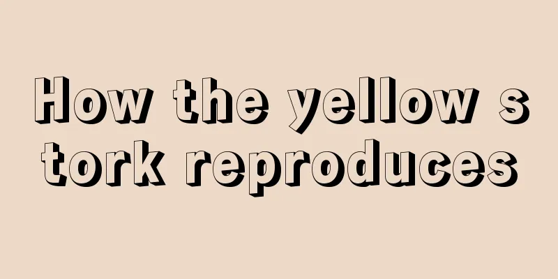 How the yellow stork reproduces