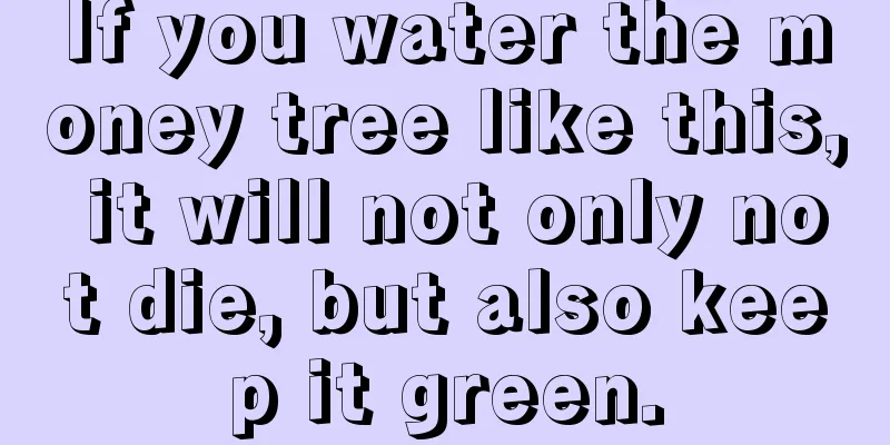 If you water the money tree like this, it will not only not die, but also keep it green.